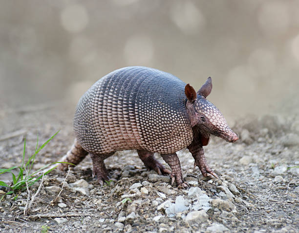 Few words about Armadillos