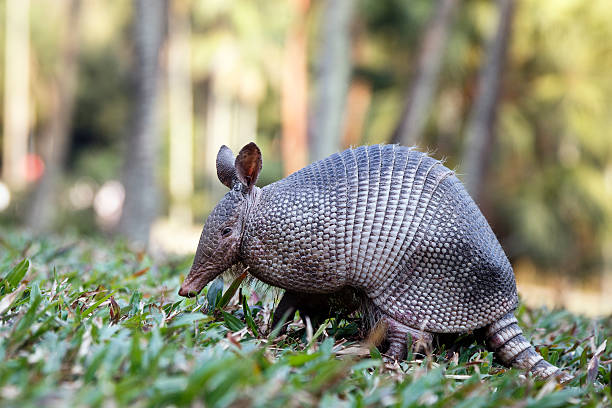 Amazing Facts About the Armadillo